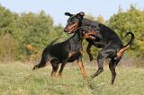 DOBERMANN 356